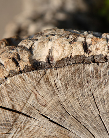 Photo of cork tree log