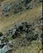 andes_vicunas