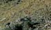andes_vicunas_closeup